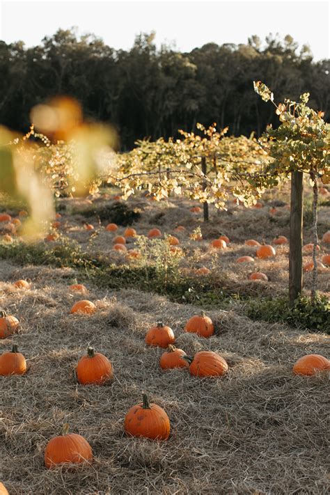 The Pumpkin Patch — Congaree and Penn