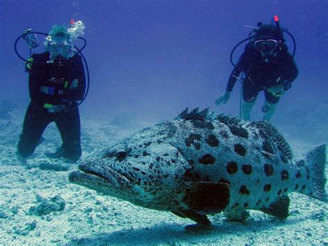 Scuba Diving Lighthouse Reef Andaman Nicobar Islands India