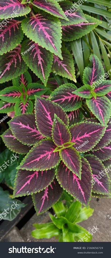 Coleus Genus Annual Perennial Herbs Shrubs Stock Photo 2160656719 | Shutterstock