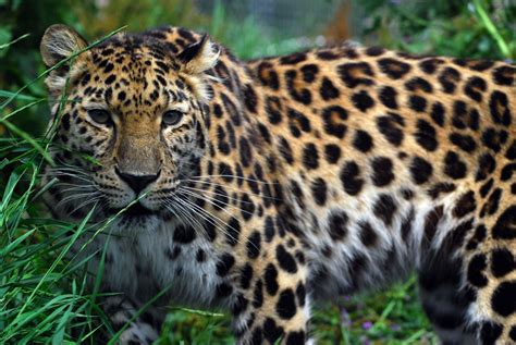 BiodiversityWarriors - Amur Leopard