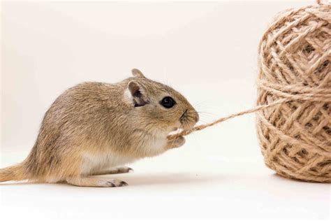 Tips on Choosing Gerbil Toys