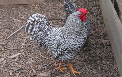 Dominique Chicken: Eggs, Height, Size and Raising Tips