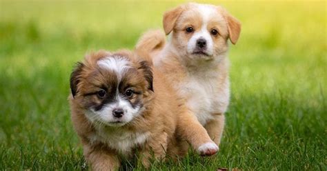 Persian Dog Names