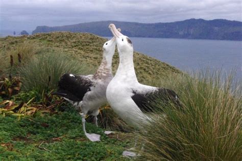 Wildlife highlights of Disappointment Island | Te Papa’s Blog