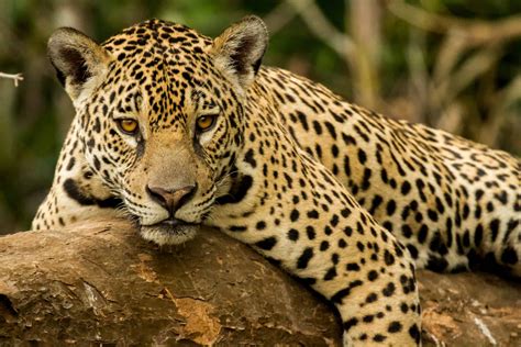 Jaguar Spirit Animal Symbolism & Meaning - A-Z Animals