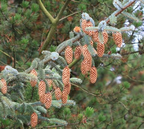 Picea sitchensis – Levinsen A/S | Treeseed.com