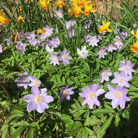 Anemone nemorosa 'Robinsoniana', wood anemone 'Robinsoniana' in ...