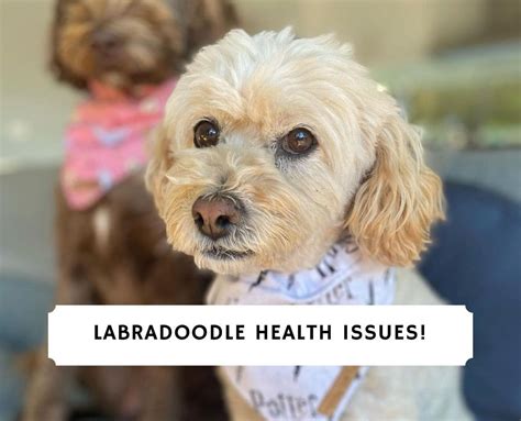 6 Common Labradoodle Health Issues – Vet Advice! (2024)