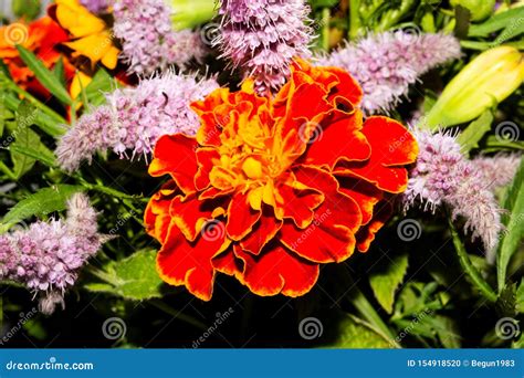 Background of Orange Marigolds.the Flowers are Marigolds Stock Photo - Image of spring, season ...