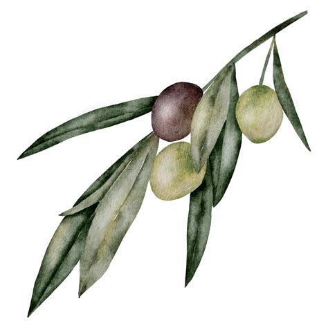 Olive garden logo png transparent image download