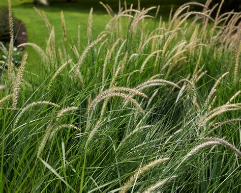 Pennisetum orientale 'Fairy Tails' bare roots — Buy fountain grass online at Farmer Gracy UK