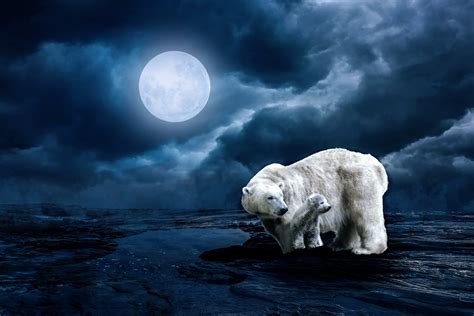 Polar Bear Wallpaper 4k (#3074460) - HD Wallpaper & Backgrounds Download