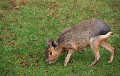 The Maras of ZSL Whipsnade Zoo (NOTCOT)