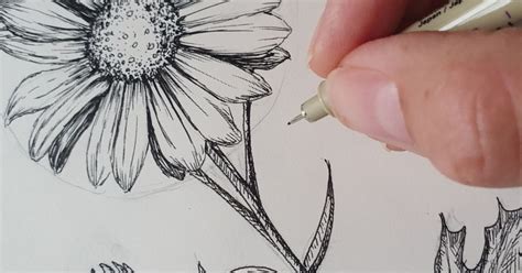 Daisy Flower Drawing | Best Flower Site