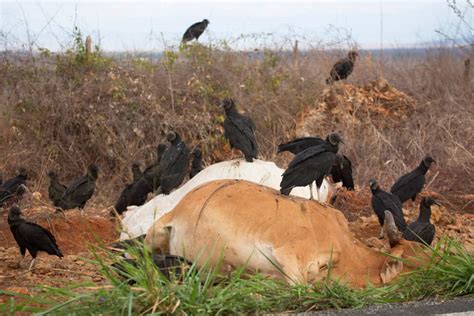 Farm Animal Disposal - What to Do With Your Dead Animal's Carcass