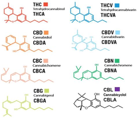 Molecules | Free Full-Text | It Is Our Turn to Get Cannabis High: Put ...