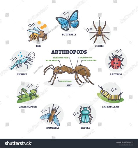 822 Class Arthropods Images, Stock Photos & Vectors | Shutterstock