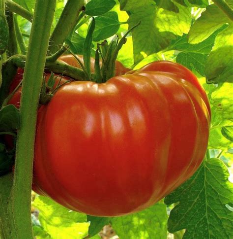 Beefsteak Determinate Tomato Seeds - Tim's Tomatoes