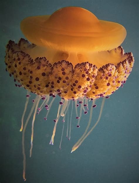 Cotylorhiza tuberculata - Mediterranean jellyfish | Snorkeling Report