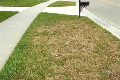 Why are Gainesville Chinch Bugs so dangerous for Gainesville grass? | The Masters Lawn Care