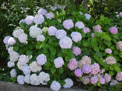 Growing Bigleaf Hydrangea | UGA Cooperative Extension