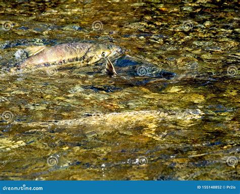 Salmon run stock photo. Image of motion, struggle, waterfall - 155148852