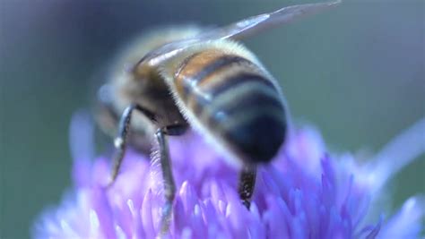 Extreme Close Up From A Bee Flying Away In Slow Motion Stock Footage Video 4203349 - Shutterstock