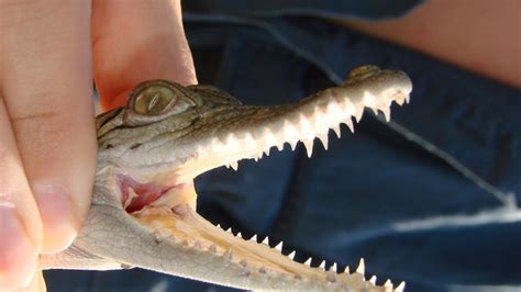 Crocodile appears in Broome resort garden, mystifying locals - ABC News