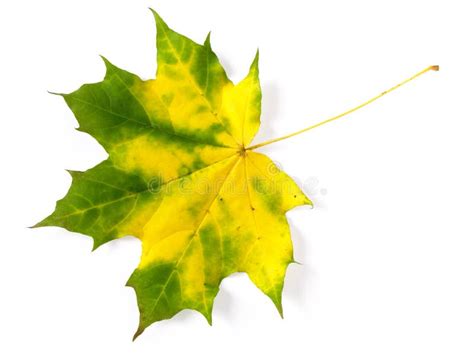 Single maple leaf stock image. Image of colorful, fallen - 11117901