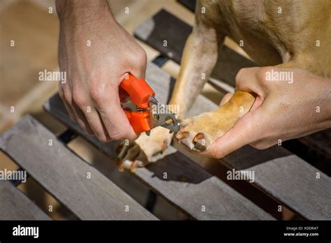 Close up cutting dogs nails using a sharp dog nail clipper or scissors ...