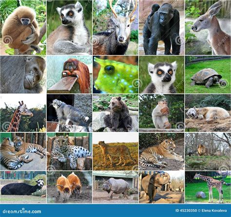 Collage Photos Some Wild Animals Stock Photo - Image: 45230350