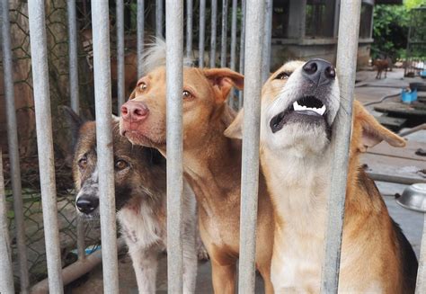 The Harmful Consequences Caused by Pet Abandonment - FOUR PAWS Australia - Animal Welfare Charity