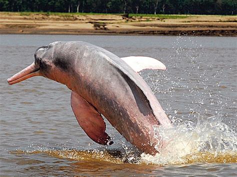 Pink Amazon River Dolphin | Animal Pictures and Facts | FactZoo.com