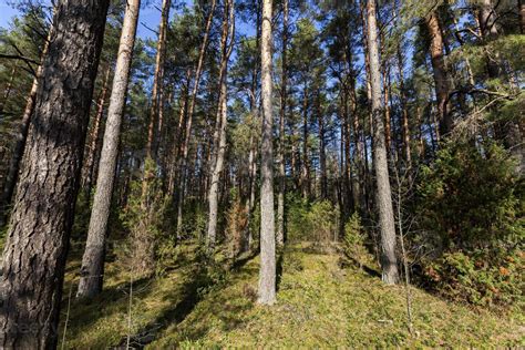 autumn forest, landscape 9710866 Stock Photo at Vecteezy