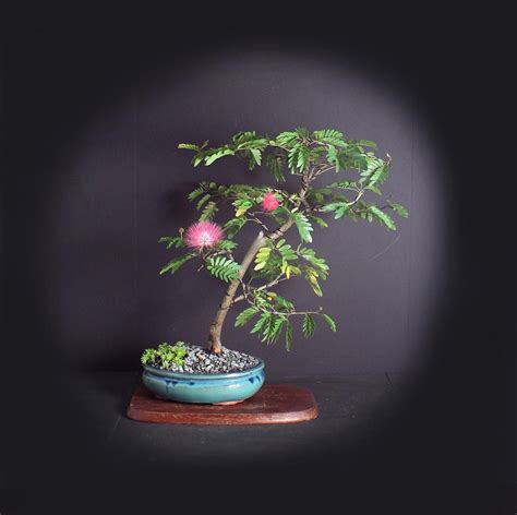 Plants, Seeds & Bulbs Bonsai Trees Plants & Seedlings Calliandra ...