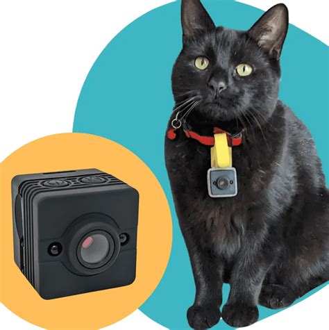 5 Best Cat Collar Cameras