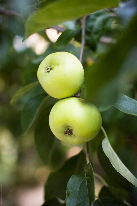 "Green Apples Growing In Orchard" by Stocksy Contributor "Sara Remington" - Stocksy