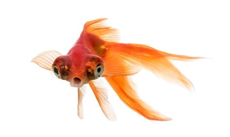 Premium Photo | Front view of a goldfish in water islolated on white