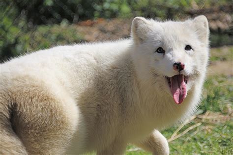 White Fox in Iceland || Wild life photography || Arctic Fox || Beauty ...