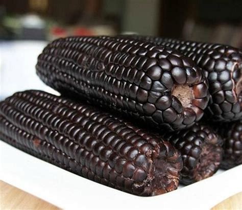 Aztec Black Corn ancient heirloom 30 seeds non GMO early in 2020 | Black corn, Corn seed ...