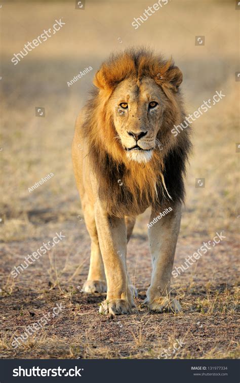 Male Lion Standing Front Stock Photo 131977334 - Shutterstock