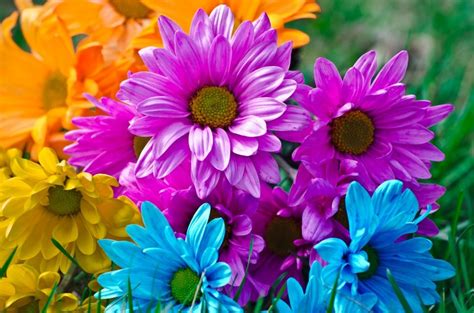 Bright Flowers jigsaw puzzle | Flower jigsaw puzzles, Beautiful flowers wallpapers, Bright flowers