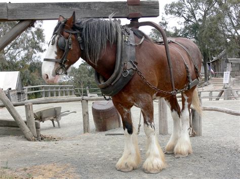 Working Shire Horse Free Stock Photo - Public Domain Pictures