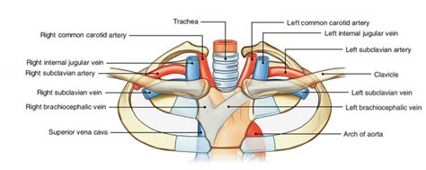 Subclavian Arteries – Earth's Lab