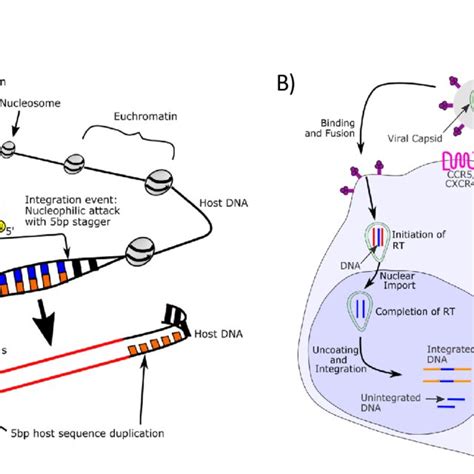 Integrase strand transfer inhibitors. | Download Scientific Diagram