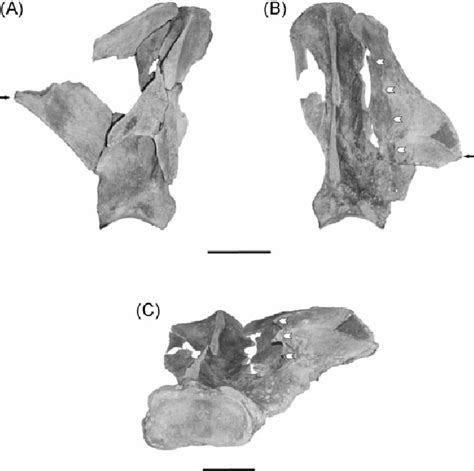 The Condover right (A) and left (B) adult scapulae reassembled, in... | Download Scientific Diagram