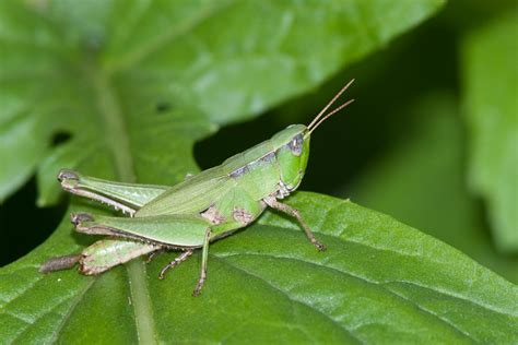 Green Grasshopper Species