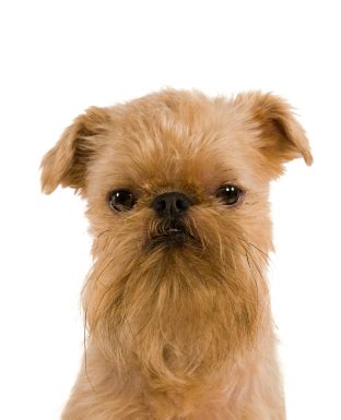 The dog in world: Brussels Griffon dogs