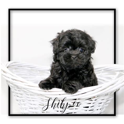 Shih Poo Puppies - My Next Puppy