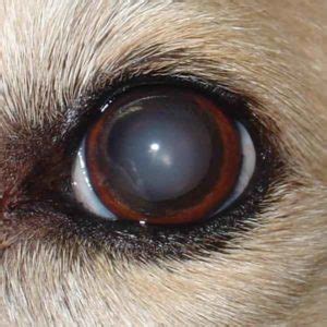 Help! My Dog Has Cataracts... Or Are They? | Walkerville Vet